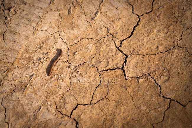 From above of brown worm on dried cracked surface of ground with tire tracks in Bardenas Reales in Spain — Stock Photo