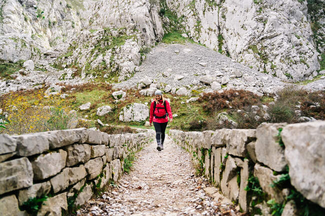 Wanderin in roter Jacke mit Rucksack wandert in den Bergen auf einem steinernen Zaunpfad in den Gipfeln Europas, Asturien, Spanien — Stockfoto