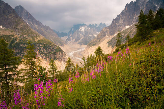 Green sheer hill with pink flowers growing on meadow under waving road in mountains in Chamonix, Mont-Blanc — Stock Photo
