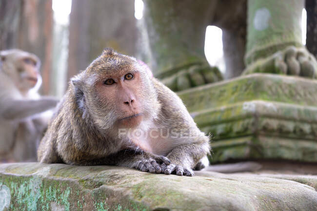 Adorable focused gray monkey lying on stone in religious temple of Angkor Wat in Cambodia — Stock Photo
