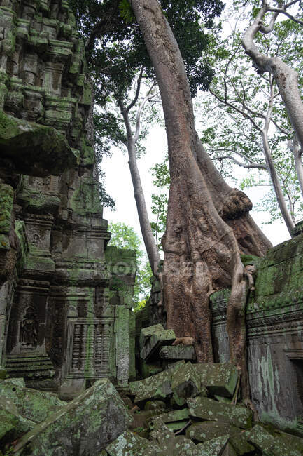 Сценічний краєвид знищеного релігійного індуського храму та дерев Ангкор - Ват у Камбоджі. — стокове фото