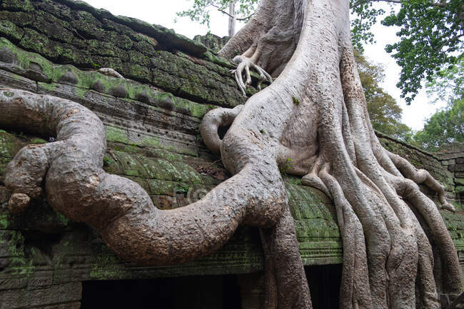 Живописный пейзаж гигантских корней деревьев, растущих над старым религиозным храмом Ангкор-Ват в Камбодже — стоковое фото