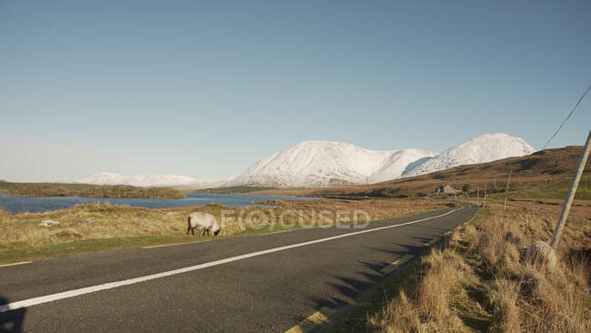 Paesaggio pittoresco di strada asfaltata lungo il fiume che conduce alle montagne e pecore solitarie pascolo su strada in Irlanda — Foto stock