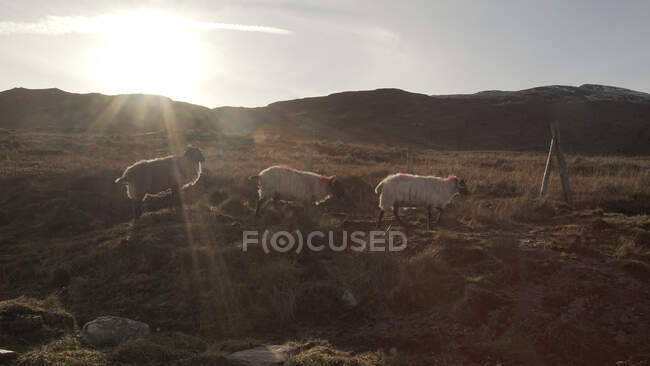 Vista lateral de ovelhas pastando no prado com grama na fazenda e céu nublado na Irlanda — Fotografia de Stock