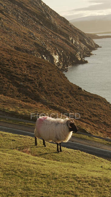 Malerische Landschaft mit grünen Hügeln und Schafen, die an der Küste Irlands grasen — Stockfoto