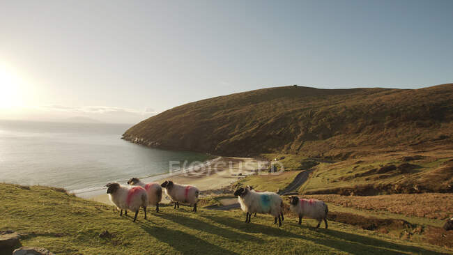 Pintoresco paisaje de verdes colinas y ovejas pastando en la costa de Irlanda - foto de stock