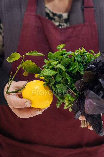 Неузнаваемый продавец в фартуке дает фотоаппарату свежий лимон и травы во время работы в продуктовом магазине — стоковое фото