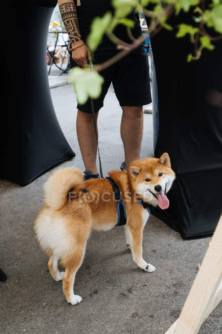 From above of cheerful purebred Akita Inu dog with open mouth in leash strolling with owner in street — Stock Photo