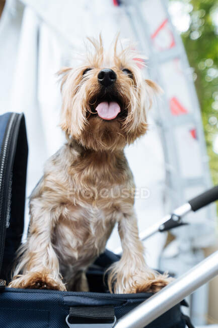 Von unten zufriedener Mischlingshund mit offenem Maul, der im Kinderwagen sitzt und wegschaut — Stockfoto