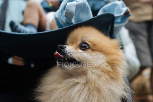 Glad adorable Pomeranian spitz dog with open mouth in baby carriage near newborn baby in marketplace looking at camera — Stock Photo