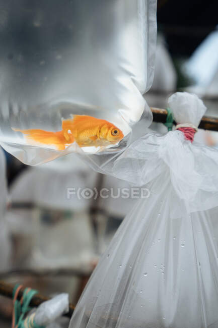 D'en bas de poissons rouges d'aquarium flottant dans un sac en plastique dans la stalle du marché — Photo de stock