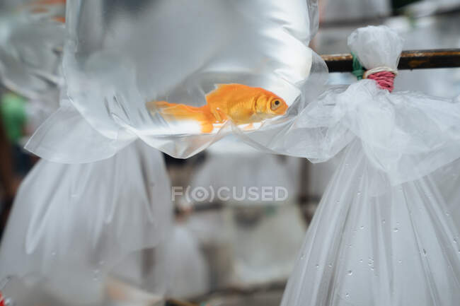 Desde abajo de acuario peces de colores flotando en bolsa de plástico en puesto de mercado - foto de stock
