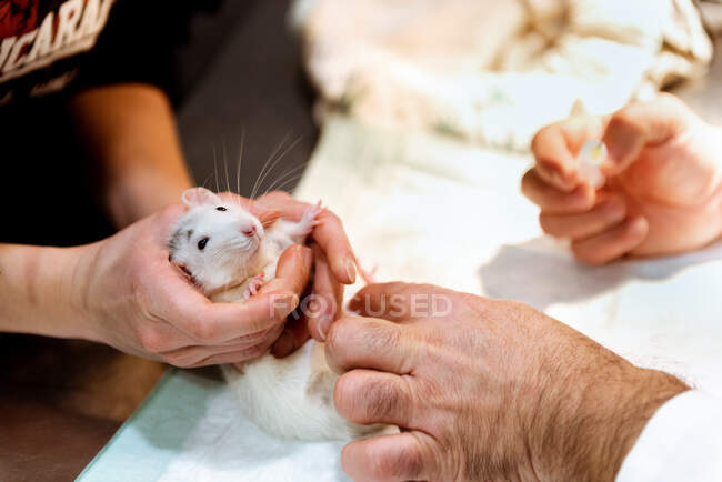 Veterinarian making injection for rat — Stock Photo