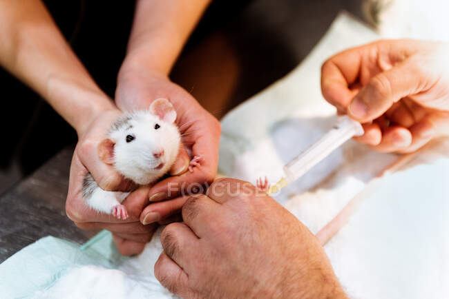 Veterinario che effettua l'iniezione per ratto — Foto stock