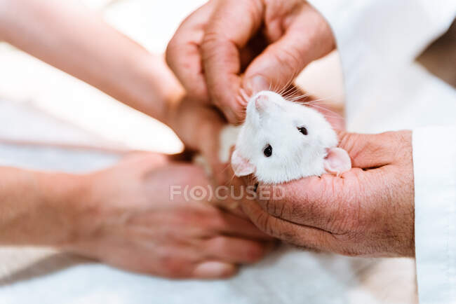 Médico veterinario examinando rata mascota - foto de stock