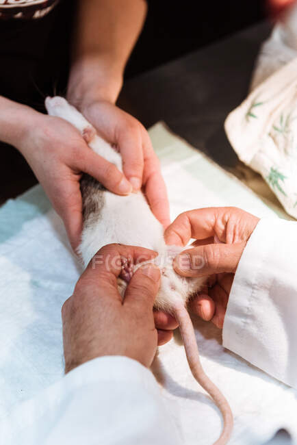 Schnitthände eines männlichen Tierarztes untersuchen Ratte in Klinik, während Halter Tier hält — Stockfoto