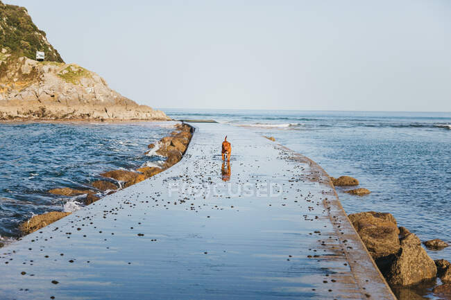 Червоний собака біжить на мокрому кам'яному пірсі з морськими хвилями на скелястому іспанському узбережжі з чистим небом на задньому плані. — стокове фото