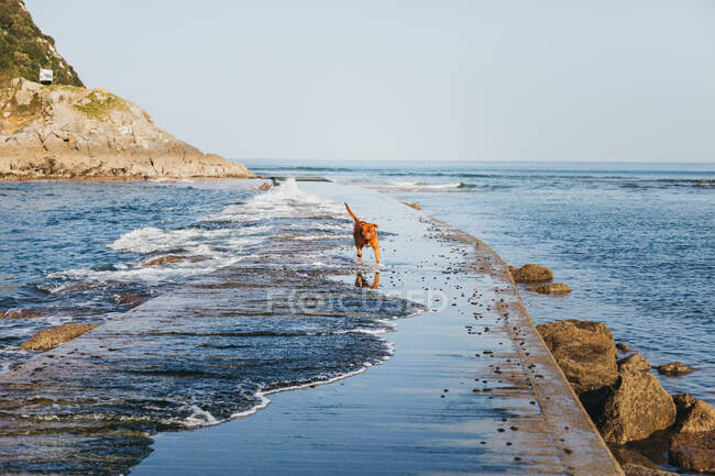 Red dog running on wet stone pier with sea waves on rocky Spanish coast with clear sky in background — Stock Photo
