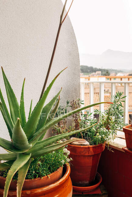 De cima enorme planta crescente Aloe Vera em vaso cerâmico na varanda do apartamento contra a paisagem urbana — Fotografia de Stock