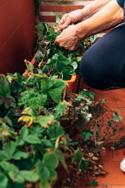 Старая женщина садоводство на балконе — стоковое фото