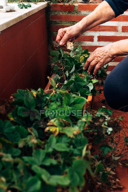 Vieille femme jardinage sur balcon — Photo de stock