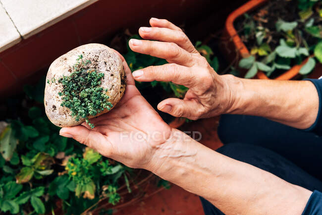 Зверху безлика старша жінка демонструє маленьку декоративну рослину на камені з домашнього саду — стокове фото