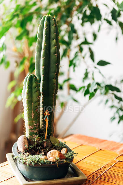 O cacto enorme verde no pote decorado com pedras coloca na mesa de madeira em casa — Fotografia de Stock