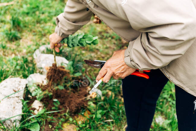 Faceless female gardener caring about flowers — Stock Photo