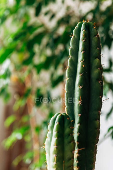 Decorative potted cactus on table at home — Stock Photo