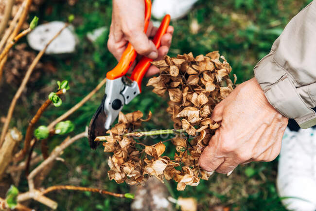 From above crop of unrecognizable woman trimming dried plants with secateurs in house garden — Stock Photo
