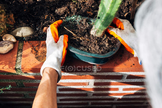Gardener fêmea sem rosto que se preocupa com plantas no jardim — Fotografia de Stock