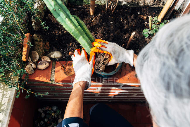 Безликі жінки садівник піклується про рослини в саду — стокове фото