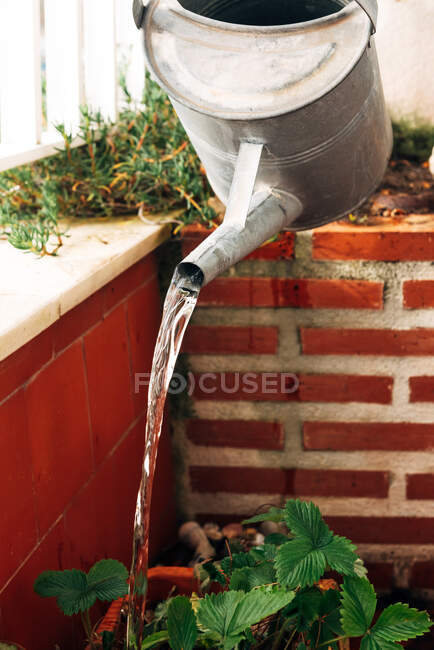 Anonymous female gardener watering plants at home — Stock Photo