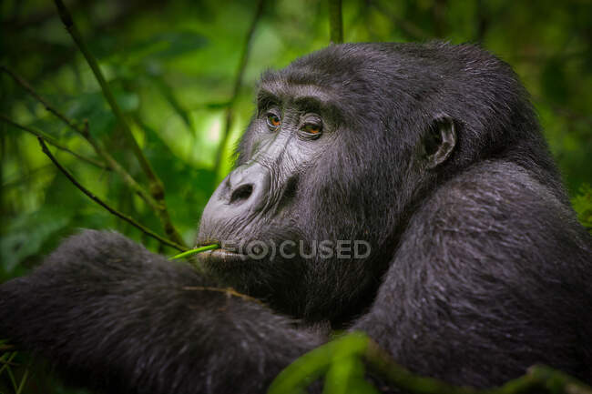 Black gorilla among the nature — Stock Photo