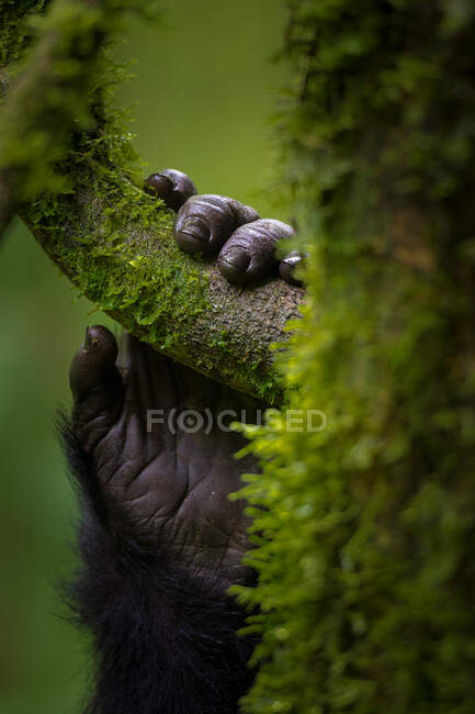 Black gorilla holding tree — Stock Photo