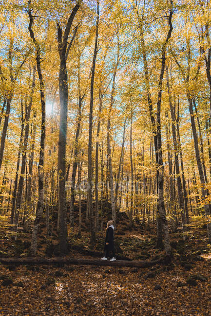 Seitenansicht einer Frau, die auf einem umgestürzten Baum inmitten eines friedlichen goldenen Waldes mit großen Bäumen steht — Stockfoto