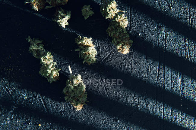 Brotes de cannabis secos sobre fondo negro - foto de stock