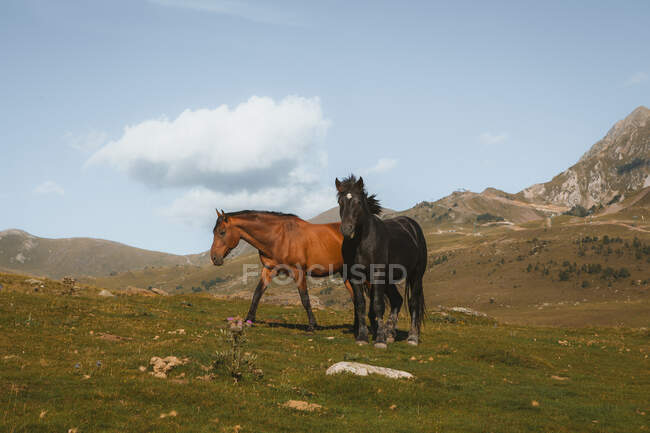 Herd of domestic horses pasturing on green field in summer day — Stock Photo