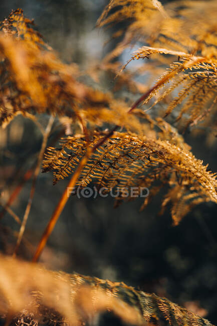 Belles feuilles sèches de fougère poussant sur fond flou de forêt sombre étonnante — Photo de stock