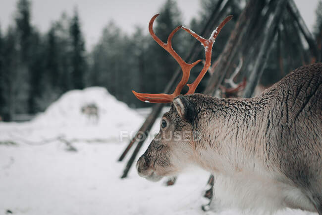Удивительные домашние олени со снежными рогами, стоящими в холодной зимней местности в Лапландии — стоковое фото