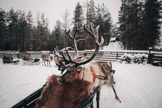 Дивовижні вітчизняні оленячі зі сніговими рогами, що стоять в холодній зимовій сільській місцевості поблизу снігів — стокове фото