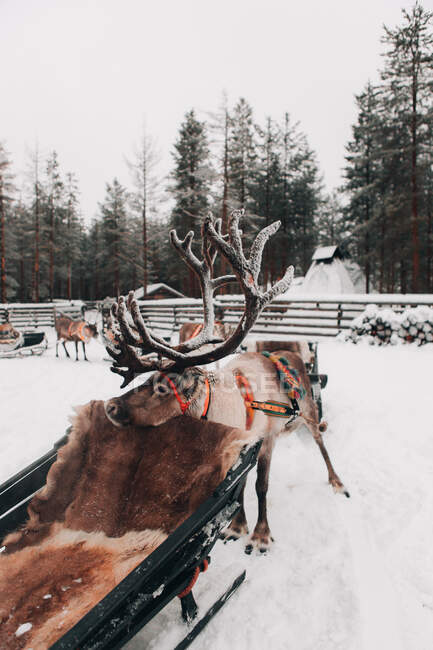 Удивительные внутренние олени со снежными рогами, стоящими в холодной зимней сельской местности возле саней — стоковое фото