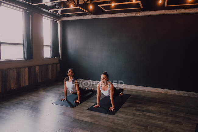 Fit barefoot focused women with closed eyes in sportswear doing upward facing dog exercise on sports mats on wooden floor against white walls of spacious hall — Stock Photo