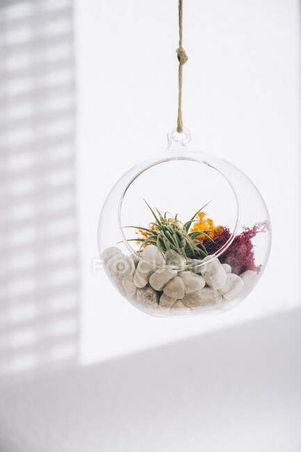 Suculentas plantas decorativas coloridas en el interior colgando terrario de vidrio transparente esférico en sala de luz - foto de stock
