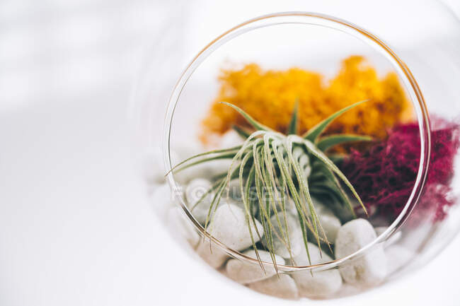 Sukkulente dekorative farbenfrohe Pflanzen in einem kugelförmigen transparenten Glasterrarium im hellen Raum — Stockfoto