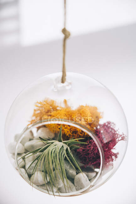 Succulentes plantes décoratives colorées à l'intérieur suspendu sphérique en verre transparent terrarium dans la salle de lumière — Photo de stock