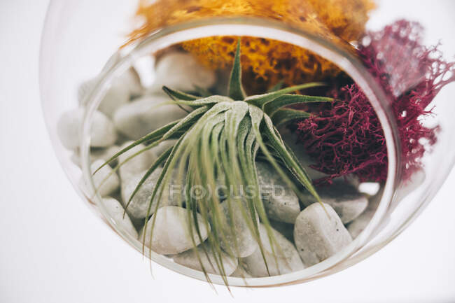 Succulent decorative colorful plants inside hanging spherical transparent glass terrarium in light room — Stock Photo