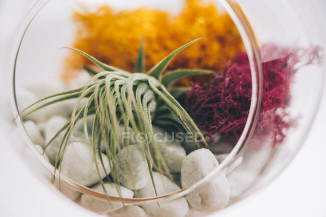 Succulentes plantes décoratives colorées à l'intérieur suspendu sphérique en verre transparent terrarium dans la salle de lumière — Photo de stock