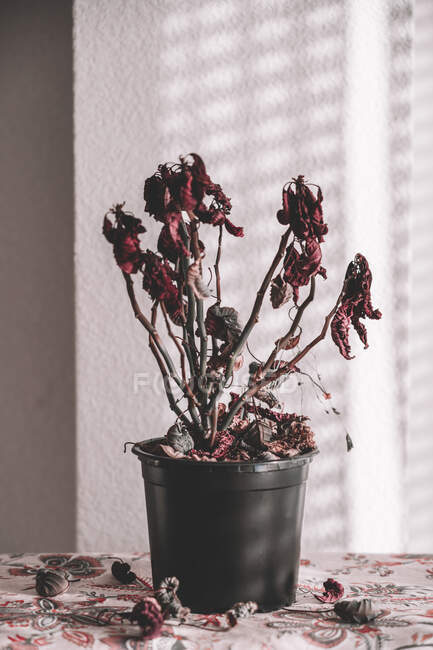 Von oben getrocknete Pflanze im Blumentopf auf dem Tisch im Sonnenlicht im Sommer — Stockfoto
