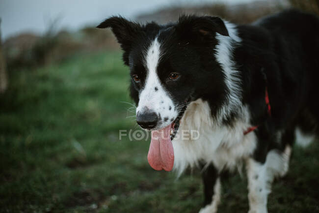 Fröhlicher Rassefreund Border Collie Hund mit ausgestreckter Zunge blickt in die Kamera, während er im Park auf Gras sitzt — Stockfoto